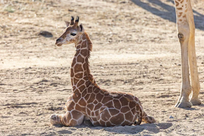 This April 8, 2022, image released by the San Diego Zoo Wildlife Alliance shows Msituni, a baby giraffe calf with an unusual disorder that caused her legs to bend the wrong way, at the San Diego Zoo Safari Park in Escondido, north of San Diego. Zoo staff feared she could die if they didn't immediately correct the condition, which could prevent her from nursing and walking around the habitat.