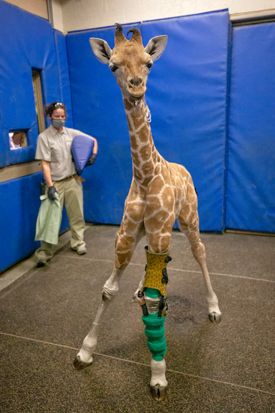 This Feb. 18, 2022, image released by the San Diego Zoo Wildlife Alliance shows Msituni, a giraffe calf born with an unusual disorder that caused her legs to bend the wrong way, at the San Diego Zoo Safari Park in Escondido, north of San Diego. Using cast moldings of the giraffe's legs, a carbon graphite brace features the animal's distinct pattern of crooked spots to match her fur. In the end, Msituni only needed one brace; and the other leg corrected itself with the medical grade brace.