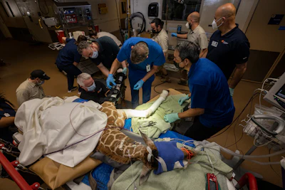 This Feb. 10, 2022, image released by the San Diego Zoo Wildlife Alliance shows Zoo veterinarians and experts in orthotics at the Hanger Clinic fitting braces to Msituni, a giraffe calf born with an unusual disorder that caused her legs to bend the wrong way, at the San Diego Zoo Safari Park in Escondido, north of San Diego.