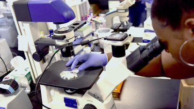 Nayla Fair, an intern at The Hampton University Cancer Research Center, examines cancer cells through a microscope on Wednesday, June 12, 2019. Cancer death rates have steadily declined among Black people but remain higher than in other racial and ethnic groups, according to a U.S. government study released Thursday, May 19, 2022.