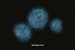 The monkeypox test kits are available for research use in the majority of countries worldwide.