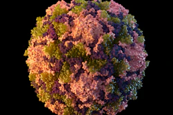 This 2014 illustration made available by the U.S. Centers for Disease Control and Prevention depicts a polio virus particle. On Thursday, July 21, 2022, New York health officials reported a polio case, the first in the U.S. in nearly a decade.