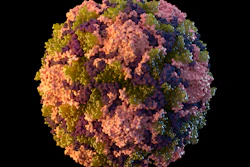 This 2014 illustration made available by the U.S. Centers for Disease Control and Prevention depicts a polio virus particle. On Thursday, July 21, 2022, New York health officials reported a polio case, the first in the U.S. in nearly a decade.