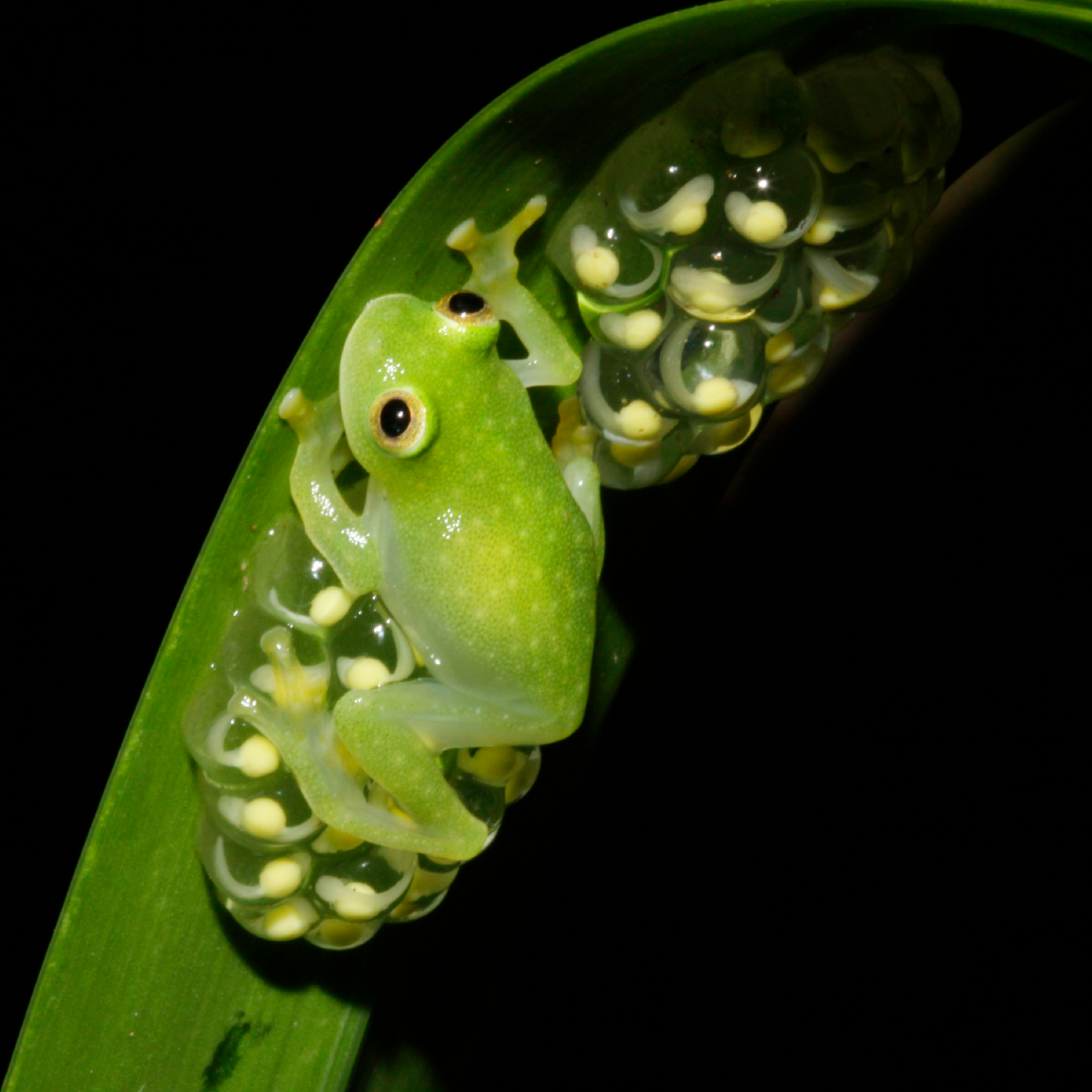 This photo provided by researchers in December 2022 shows a glass frog, strict leaf dwelling frogs, that sleep, forage, fight, mate, and provide (male) parental care on leaves over tropical streams. Some frogs found in South and Central America have the rare ability to turn on and off their nearly transparent appearance, researchers report Thursday, Dec. 22, 2022, in the journal Science.