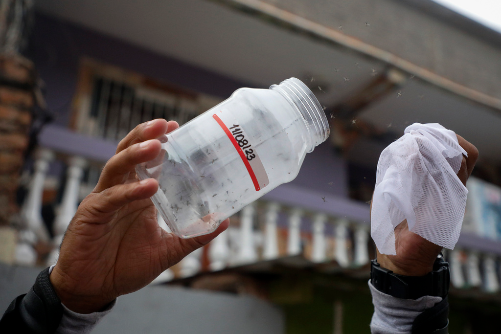 A Doctors Without Borders' worker releases laboratory-bred mosquitoes infected with bacteria that interrupt the transmission of dengue, in Tegucigalpa, Honduras, Thursday, Aug. 24, 2023.