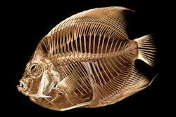 This image provided by the Denver Zoo on Monday, Sept. 4, 2023, shows a CT scan of a French angelfish.