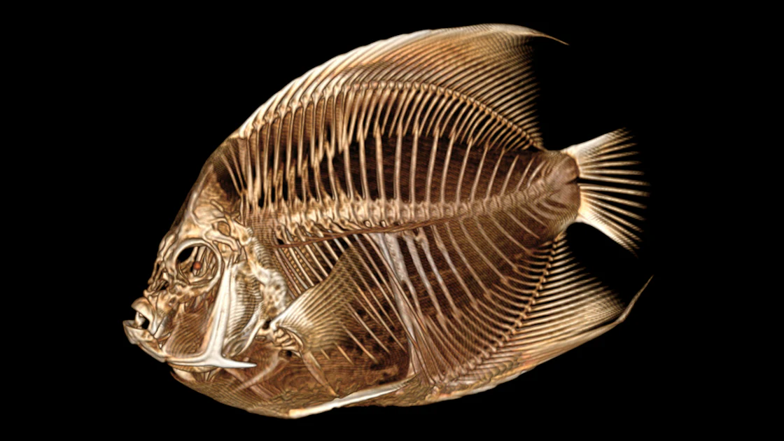 Fish Sign Ct Scan Fish with a Funny Float Gets a CT Scan at the Denver Zoo | Medical ...
