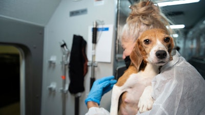 An HSUS Animal Rescue Team member carries a beagle into the organization's care and rehabilitation center in Maryland on July 21, 2022, after the organization removed the first 201 beagles as part of a transfer plan from Envigo RMS LLC facility in Cumberland, Va.