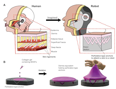 The engineered skin tissue and the way it adheres to the underlying complex structure of the robot’s features were inspired by skin ligaments in human tissues.
