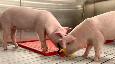In this photo provided by the United Therapeutics Corporation, genetically modified pigs stand inside the protective barrier at the company's designated pathogen-free facility in Christiansburg, Va., in May 2024. These pigs will eventually supply organs for clinical trials.
