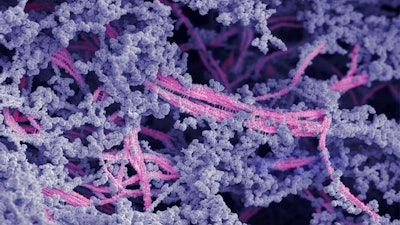 A microscropy image of the new biomaterial. Nanofibers are pink; hyaluronic acid is shown in purple.
