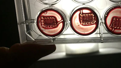 Researchers holding 3D printed PA-blood constructs.