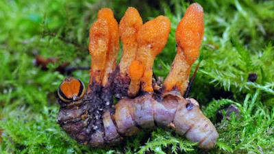 Low Res Caterpillar Cordyceps