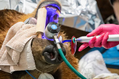 In this image provided by the Lake Superior Zoo, Tundra, a 6-year old Alaskan brown bear, under goes a procedure for a new metal canine tooth, Monday June 23, 2025, at the zoo in Duluth, Minn.