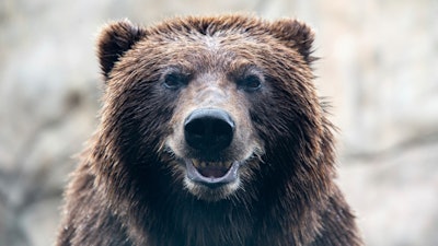 This undated image provided by the Lake Superior Zoo, shows Tundra, an Alaskan brown bear, before undergoing a procedure for a new canine tooth, Monday June 23, 2025, at the zoo in Duluth, Minn.