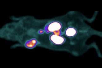 University of British Columbia chemists tested the tracer on mice with human tumor implants.