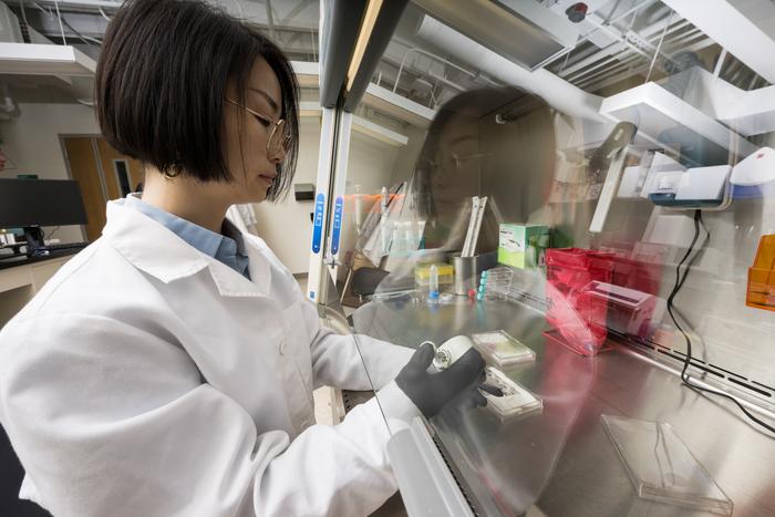 Biomedical engineering PhD student Kaihua Chen, a member of URochester professor James McGrath&rsquo;s team, prepares tissue chips for experiments.