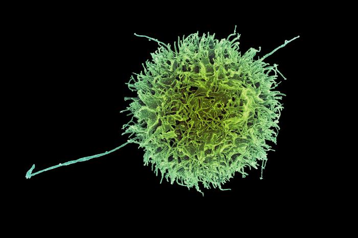 &ldquo;Natural killer&rdquo; cancer cell destroyer.