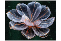 Visualization of the microscopic 'DNA flowers' made by Ronit Freeman in the Freeman Lab at UNC.
