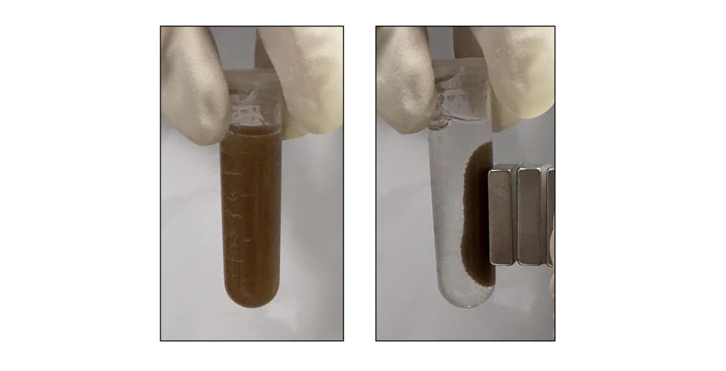 Microspheres that sense gastrointestinal disease are suspended in solution (left), then attracted to the side of a test tube by a magnet (right) so researchers can easily retrieve them from biological samples.