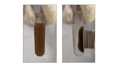Microspheres that sense gastrointestinal disease are suspended in solution (left), then attracted to the side of a test tube by a magnet (right) so researchers can easily retrieve them from biological samples.