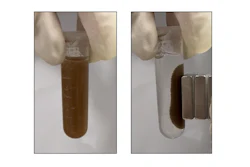Microspheres that sense gastrointestinal disease are suspended in solution (left), then attracted to the side of a test tube by a magnet (right) so researchers can easily retrieve them from biological samples.