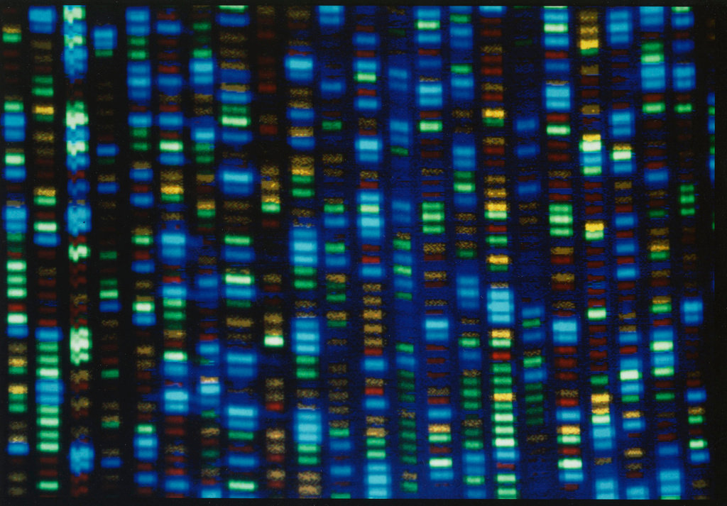 This undated image made available by the National Human Genome Research Institute shows the output from a DNA sequencer.