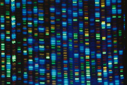 This undated image made available by the National Human Genome Research Institute shows the output from a DNA sequencer.