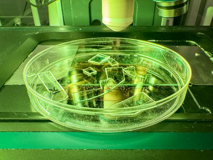 Transparent acrylic samples with engineered nanotextured surfaces, prepared for microscopy analysis, showing how clear plastic can be turned into a coating that physically tears viruses apart on contact.