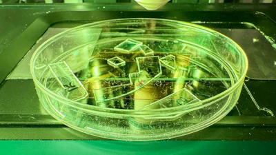 Transparent acrylic samples with engineered nanotextured surfaces, prepared for microscopy analysis, showing how clear plastic can be turned into a coating that physically tears viruses apart on contact.