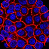 This undated microscope image from USC via the NIH shows pancreatic cancer cells, nuclei in blue, growing as a sphere encased in membranes, red.