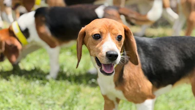 Beagles roam the grass on Monday, June 15, 2026, in Marshall, Wis.