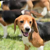 Beagles roam the grass on Monday, June 15, 2026, in Marshall, Wis.