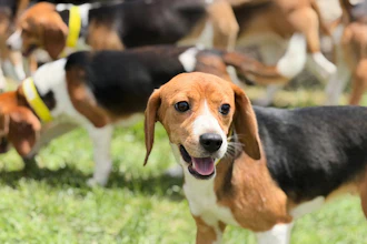 Beagles roam the grass on Monday, June 15, 2026, in Marshall, Wis.