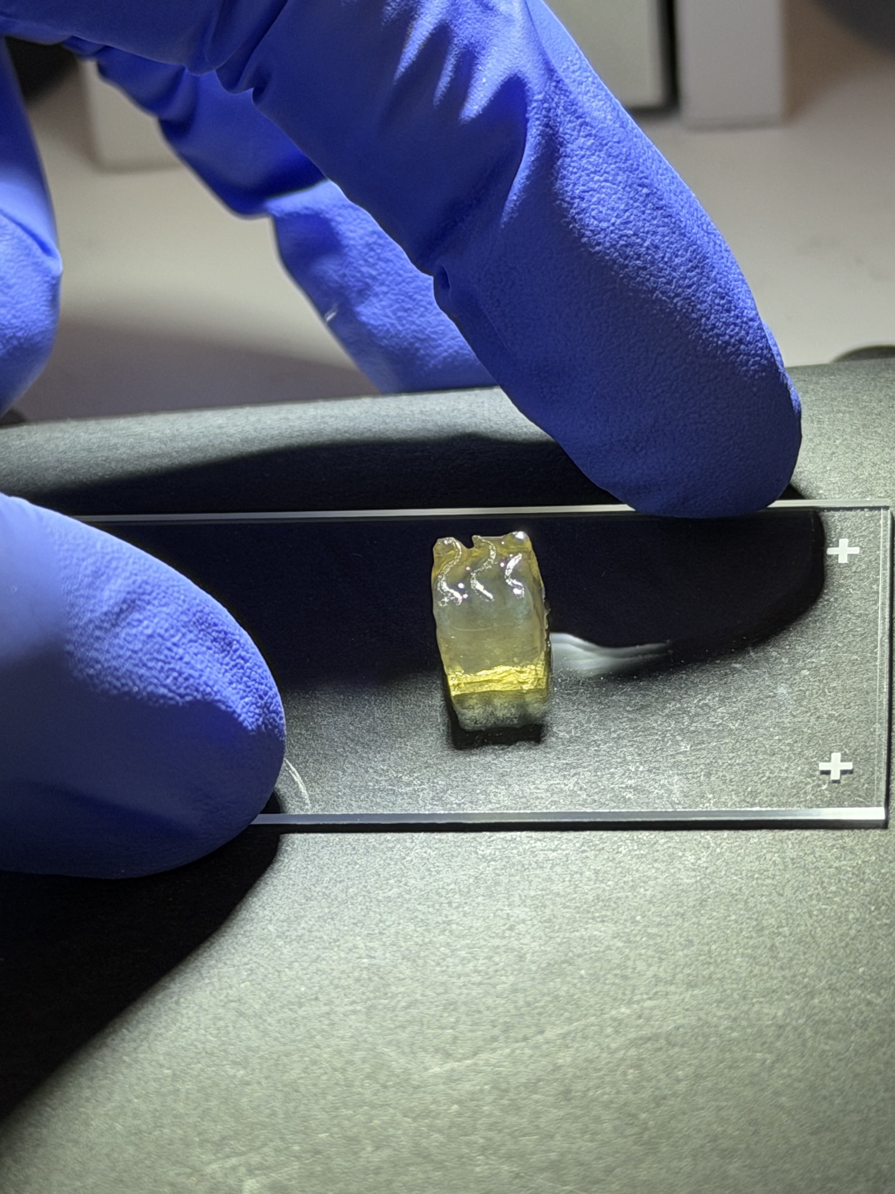 Auxilium Biotechnologies successful bioprinted kidney and liver tissues aboard the International Space Station (ISS), marking the first time either tissue type has been manufactured in space.