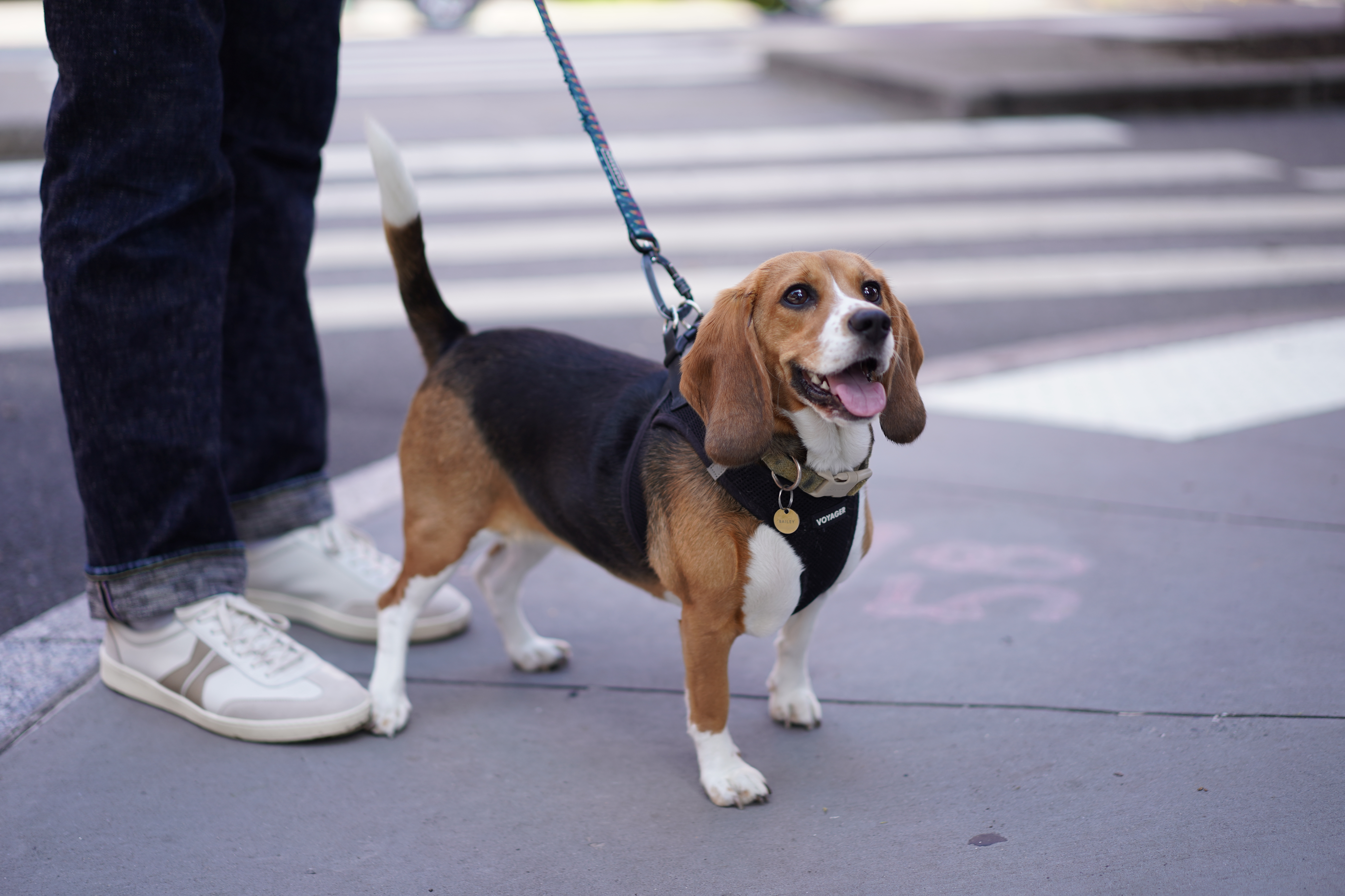 Bailey, a gene-edited hypoallergenic beagle, poses for a photo in New York on Aug. 4, 2026.