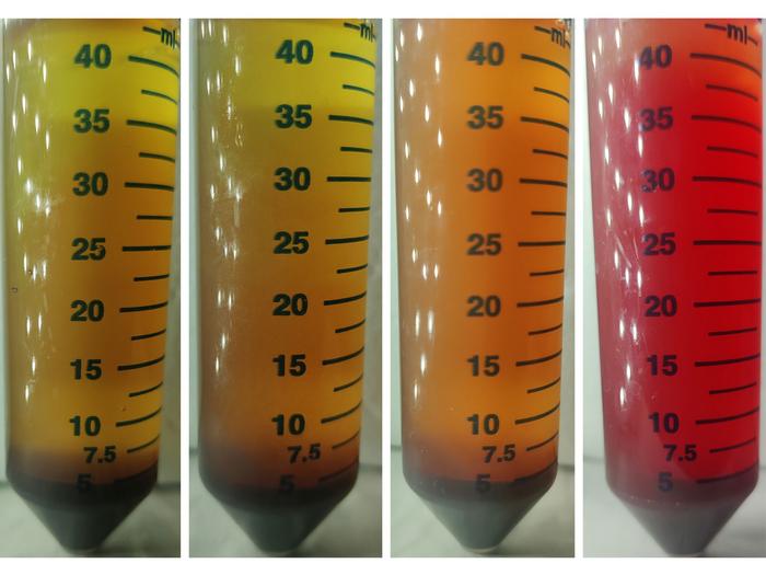The figure showcases the “broth” used to monitor red blood cell depletion in whole blood spiked with one colony-forming-unit of E. coli bacteria, each incubated at different orbital shaking speeds — left to right: 0 RPM, 65 RPM, 120 RPM and 200 RPM — after four hours of incubation. This culturing raises a bacteria-rich, plasma-like layer of bacteria to the top of the vials, while clusters of stuck blood cells known as a Rouleaux formation sink to the bottom.