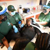 In this handout photo released by Humane World for Animals, a chimpanzee formerly used in research receives a comprehensive health check at a retirement sanctuary for chimpanzees, in Bapakwali, Liberia, on Aug. 25, 2026.