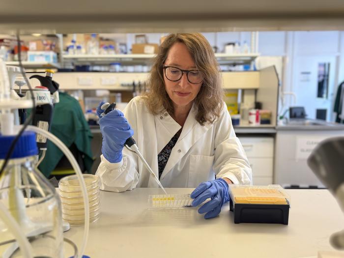 Senior author Professor Jennifer Rohn (UCL Division of Medicine) pipetting in her laboratory.