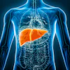 3D anatomical illustration of human torso with liver highlighted in orange against translucent blue skeleton and organ systems