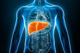 3D anatomical illustration of human torso with liver highlighted in orange against translucent blue skeleton and organ systems