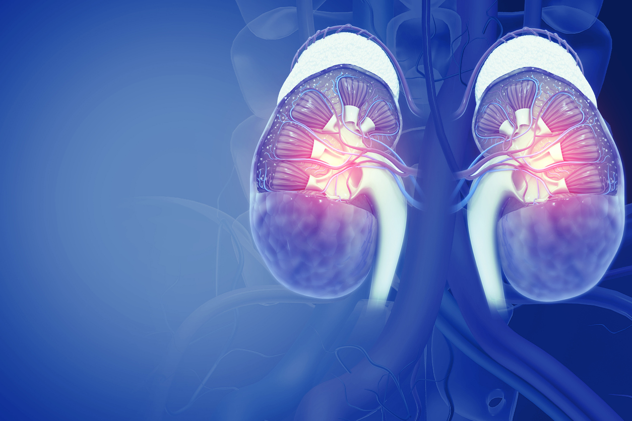 3D medical illustration of human kidneys with glowing internal structures on blue anatomical background