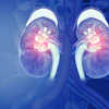 3D medical illustration of human kidneys with glowing internal structures on blue anatomical background