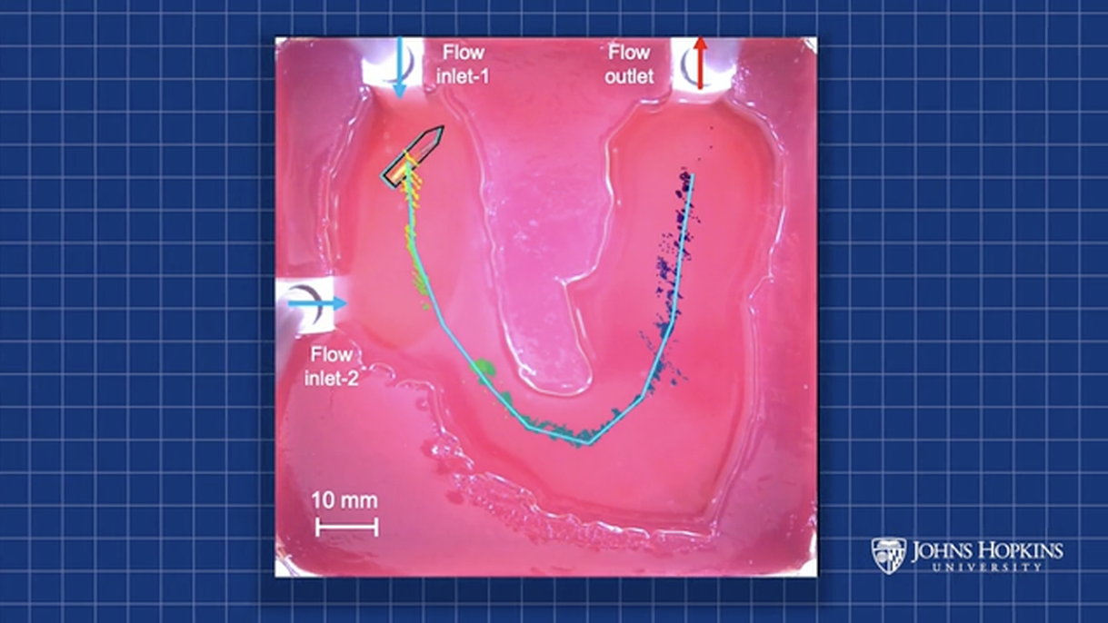 Microfluidic device schematic with labeled flow inlets and outlet on pink substrate with scale bar